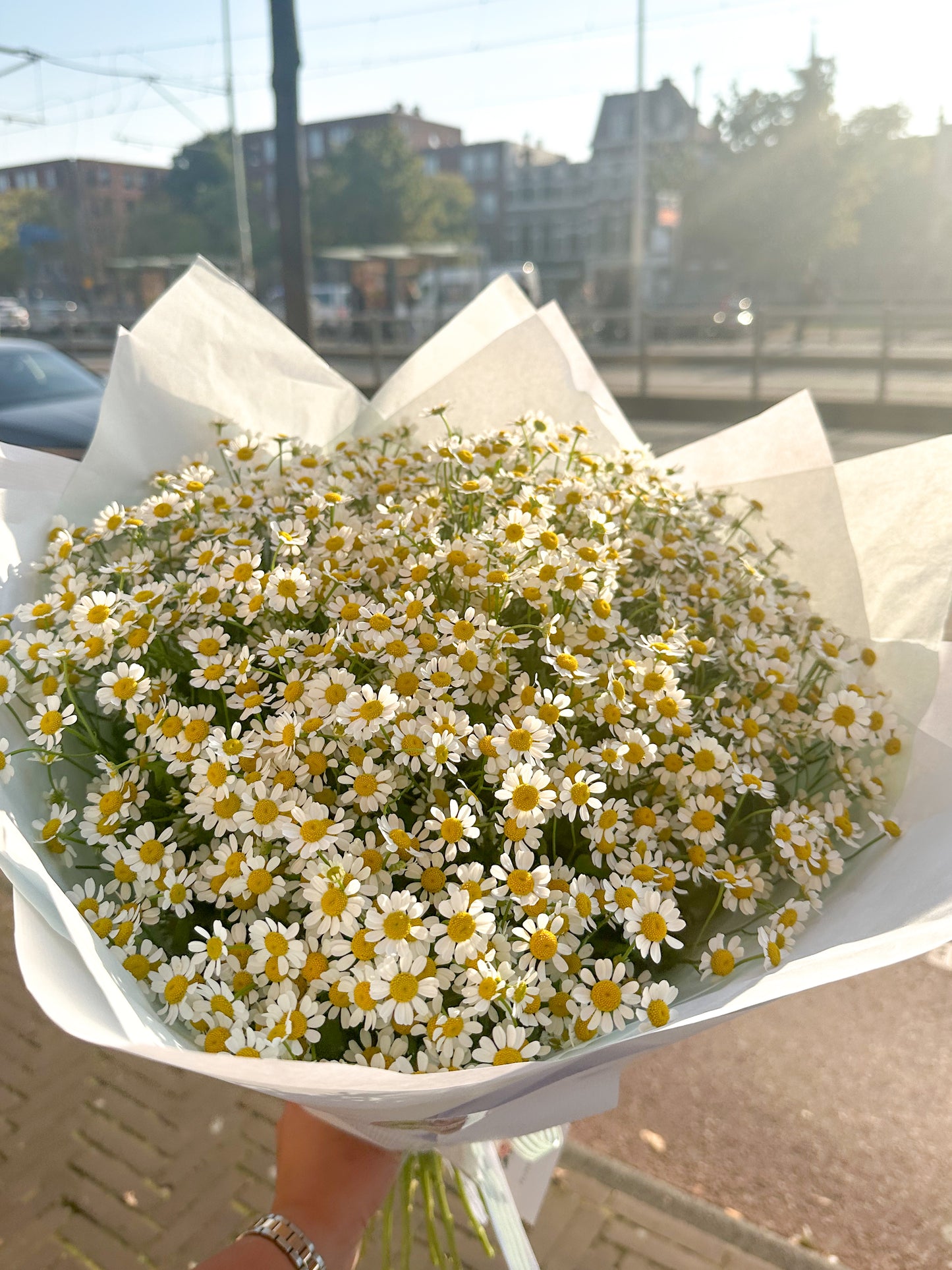Chamomile bouquet
